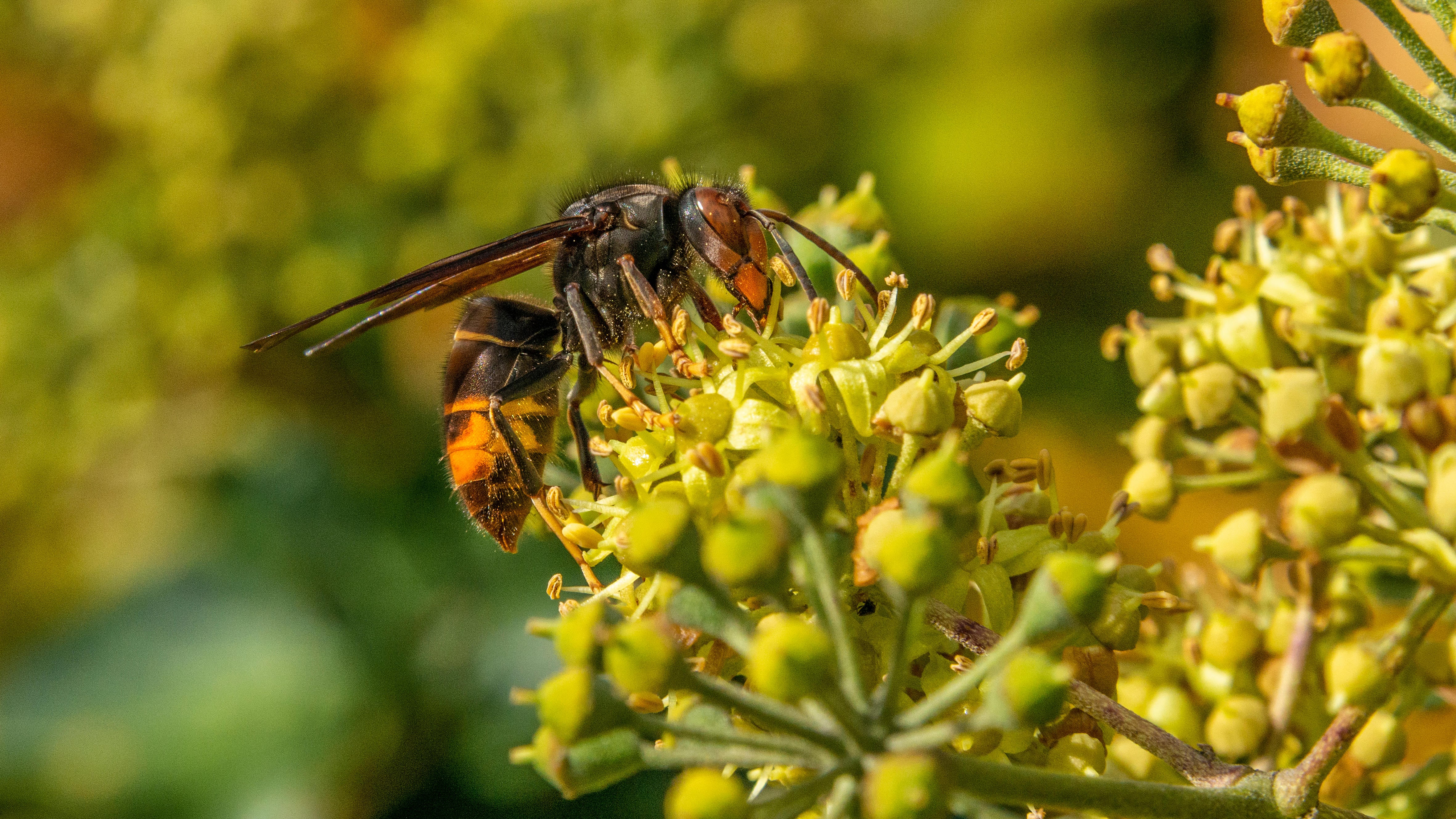 An Asian hornet taking nectar from an Ivy flower head