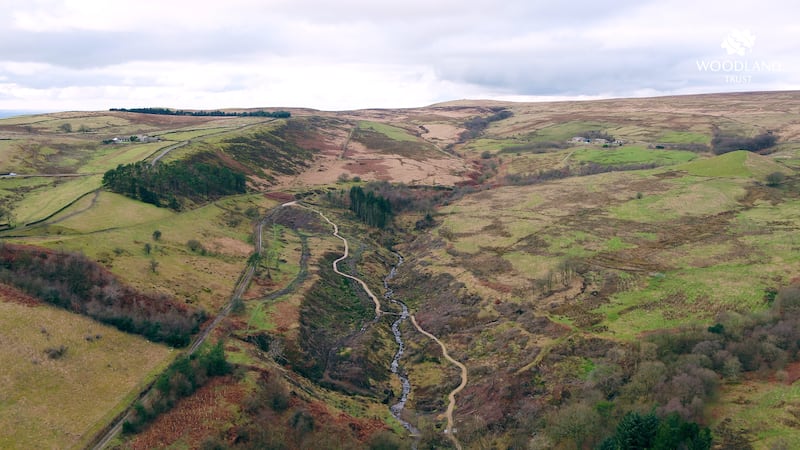 Plants have returned to Winter Hill but experts say the peat will take a long time to regenerate