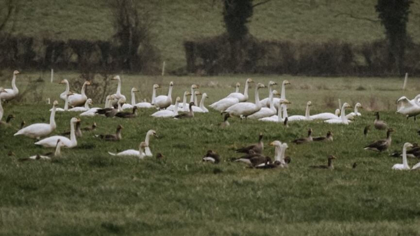 A mixed flock of whooper swans and greylag geese.