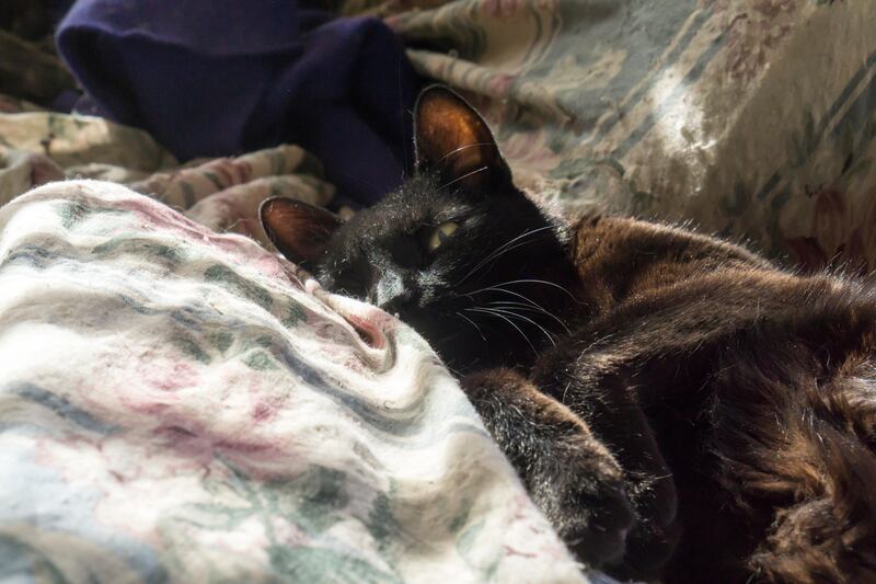 EYER6A Boogie Woogie, a rescued domestic short hair black cat in the New York on Thursday, July 23, 2015. (© Richard B. Levine)