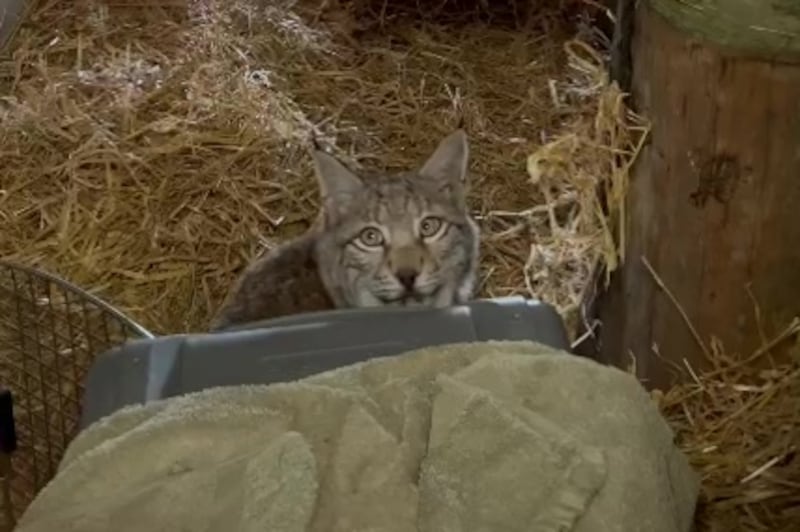 The lynx already captured are now in quarantine