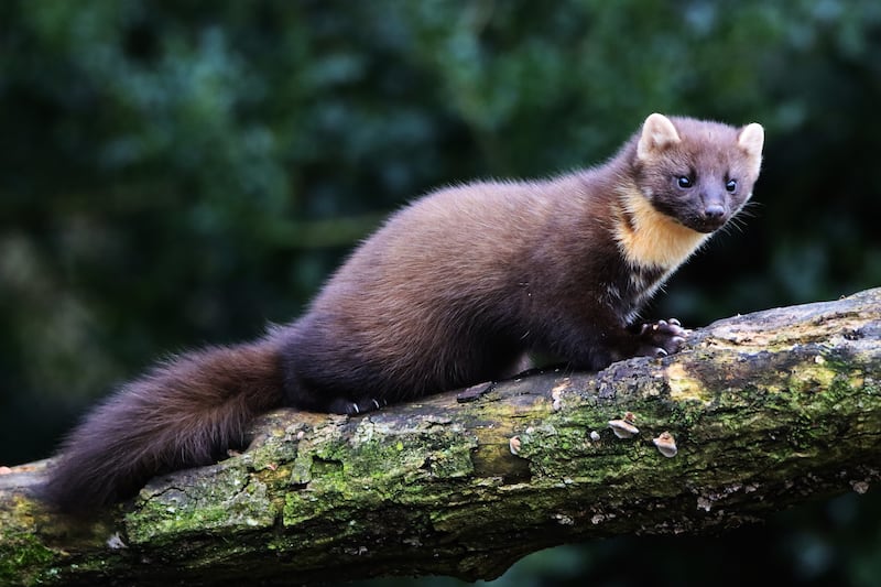 Like many other woodland species, the pine marten suffered greatly from the reduction of Ireland’s natural forest cover. Photographed in Ballyfin, Co. Laois