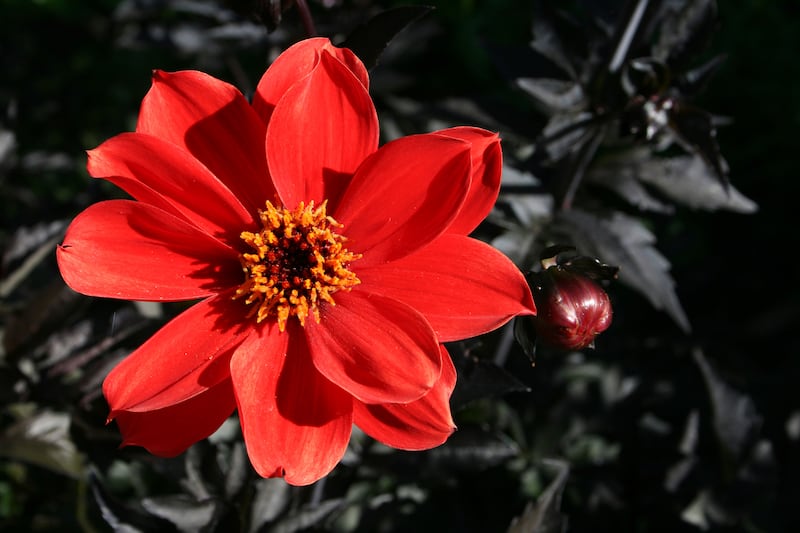 Dahlia ‘Bishop Of Llandaff’