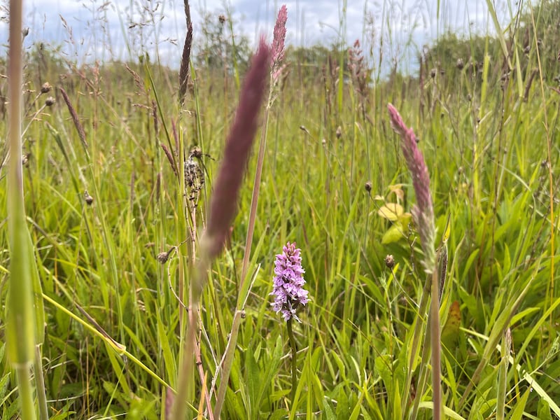 Open grassy areas have wildflowers including orchids