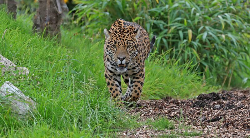 Big cats such as jaguars who live in captivity are vulnerable to age-related conditions such as arthritis