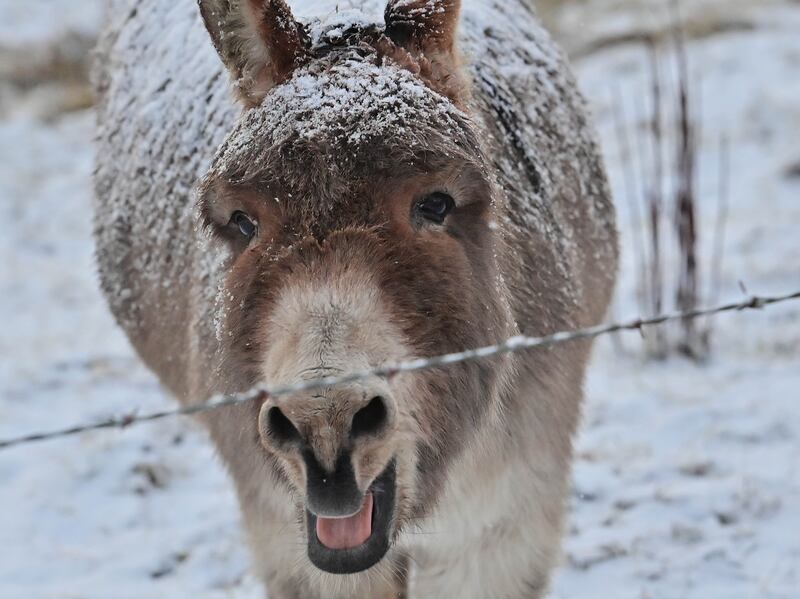 A donkey covered in the snow