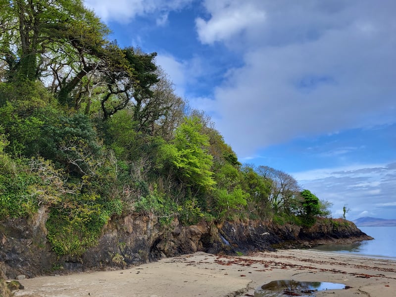 Old Head Wood Nature Reserve, Co. Mayo is a very rare sight in present-day Ireland, with the rainforest stretching down to the seashore. In the past most of Ireland's coasts would likely once have looked something like this.