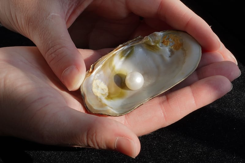 A close up of the Abernathy pearl, which is expected to fetch between £40,000-£60,000 at auction.