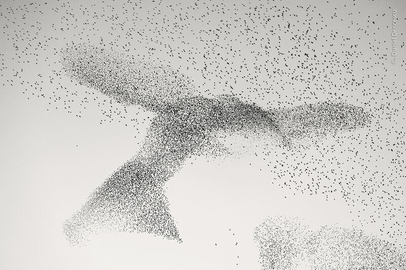 The most popular images in the public vote included a shot of a starling murmuration forming the shape of a bird