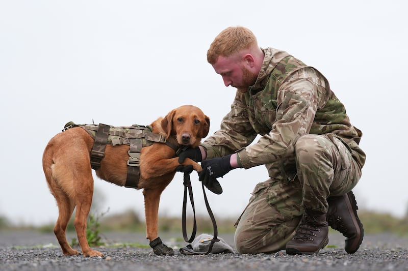 Private Butler fits protective boots to military working dog Meg