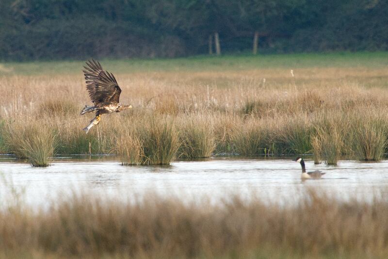 Fish are a significant part of the eagle’s diet (Pete Box)