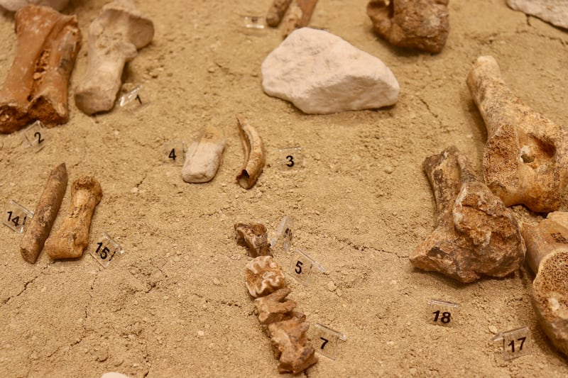 Remains of dwarf elephants (Palaeoloxodon cypriotes), including radius/ulna (1, 2), canines (3, 4), molars (5, 6, 7), rib fragment (14), metacarpal (15), humerus (17), and tibia (18) displayed at the Akamas Geology and Palaeontology Information Centre in Pano Arodes, western Cyprus (Corey Bradshaw/Flinders University)