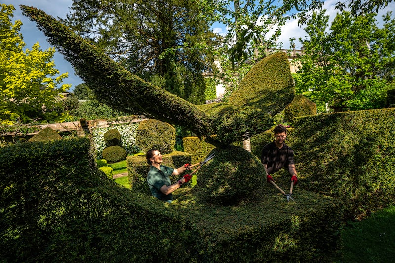 Two gardeners trim a bush