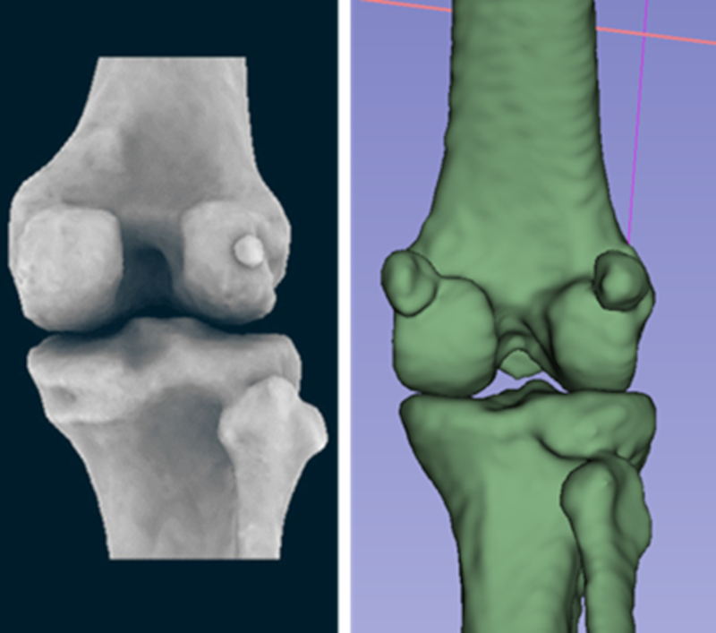 A comparison of the back of a human, left, and macaque knee, which shows the medial and lateral fabella on the macaque and lateral fabella of a human (Dr Michael Berthaume/KCL/ Imperial College London)