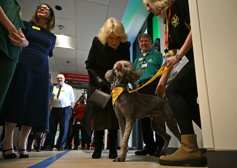 The Queen meets therapy dog Fenton during a tour of the Great Western Hospital’s new emergency department