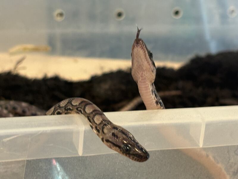Reptile specialist Peter Quinlan will now try to identify the sex of the 14 baby snakes at City of Portsmouth College