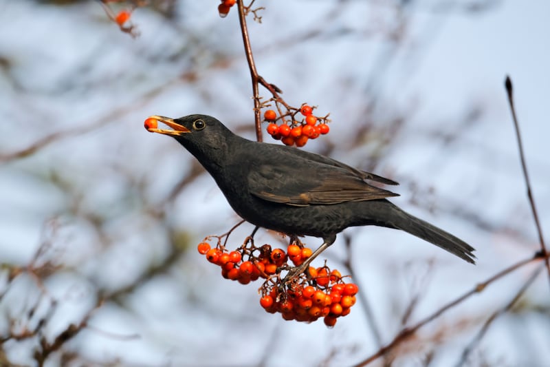 Blackbird, Turdus merula, single male on rowan berries, Midlands, December 2010