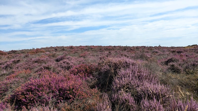 The heath in 2024, where National Trust rangers have observed widespread recovery of the heather.