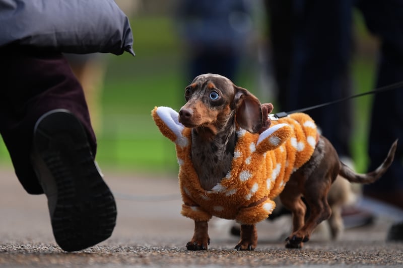 This dachshund appears unsure about what its costume is meant to be