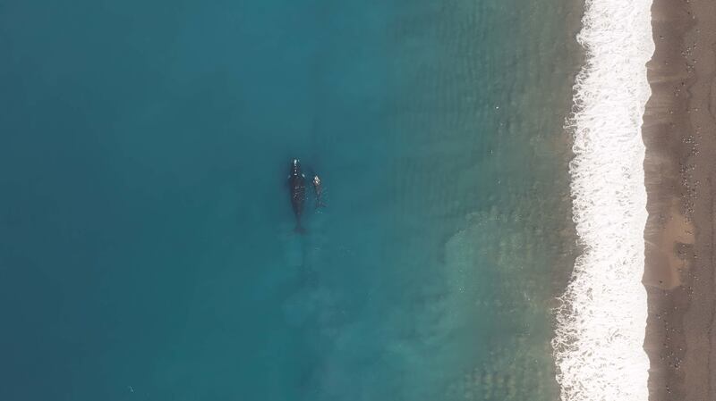Southern right whales in a nursery bay along Argentina's coastline (BBC Studios/PA)
