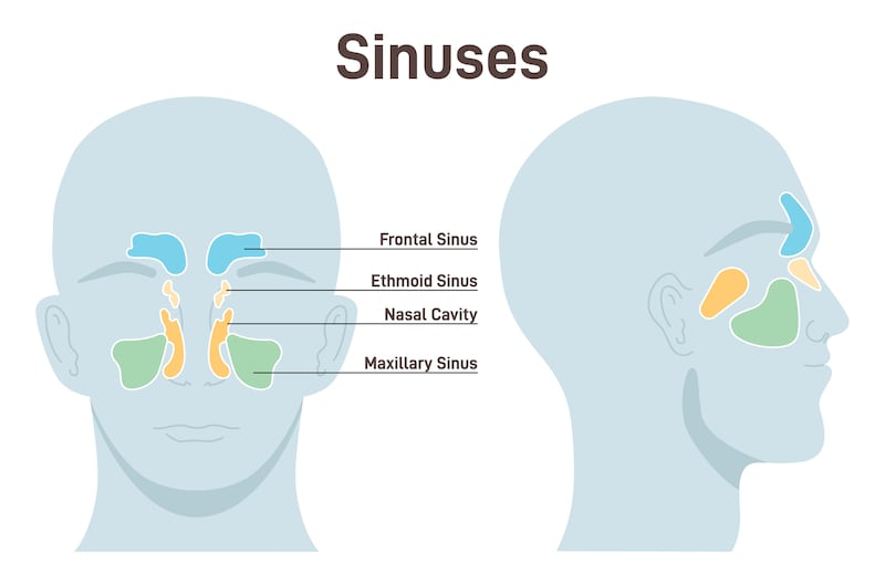 Nasal sinuses. Healthy nasal cavity paired air-filled spaces. Frontal, ethmoid, maxillary sinus. Respiratory system structure