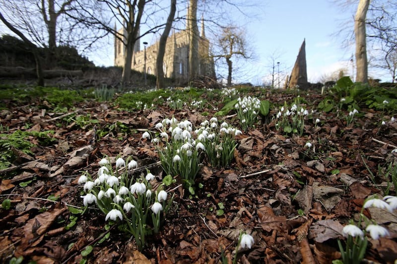 Snowdrops at the Grove in Downpatrick below Down Cathedral. Picture by Mal McCann. 