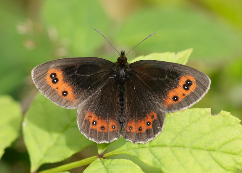 Scotch Argus in Scotland is having to retreat northwards to cooler climes