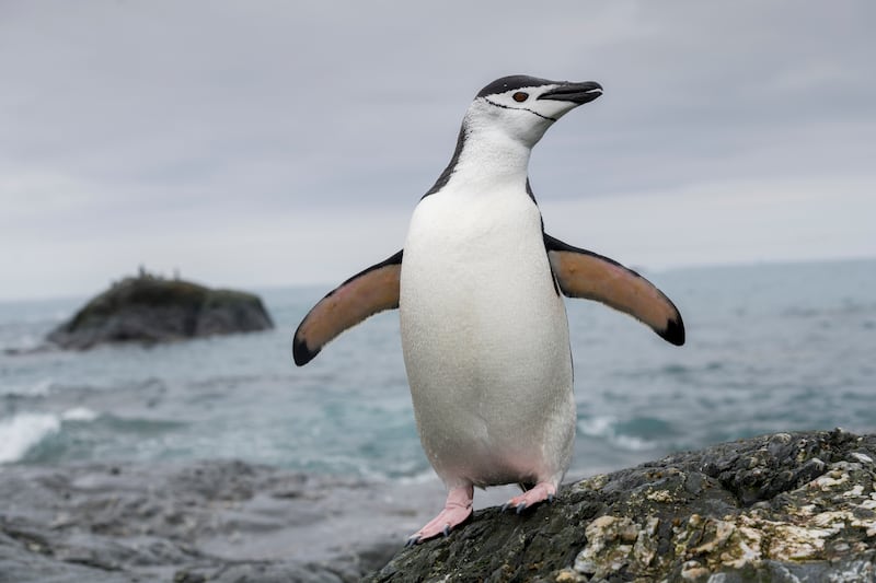 Chinstrap penguin in Antarctica