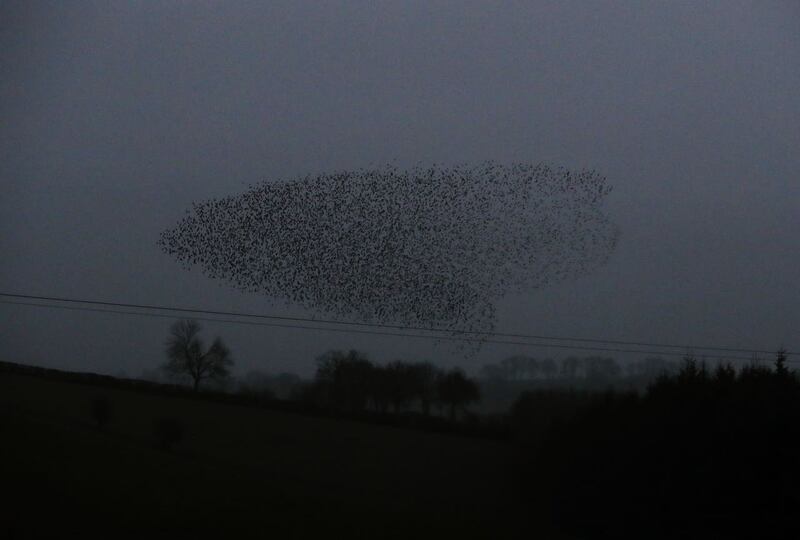 Starling Murmuration