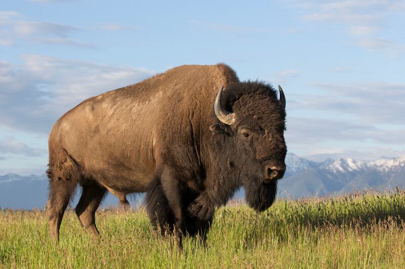 An American Bison (Donald M. Jones/NBC)