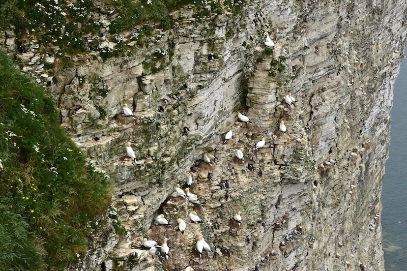 Nesting seabirds on cliff edge in Bempton, Yorkshire (Robert Simmons/RSPB)