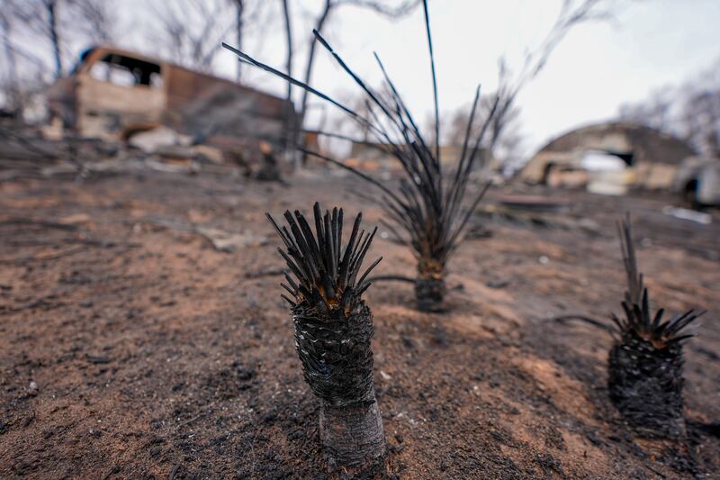 Dwarf palmetto trees are charred after the Smokehouse Creek Fire destroyed a property (AP)