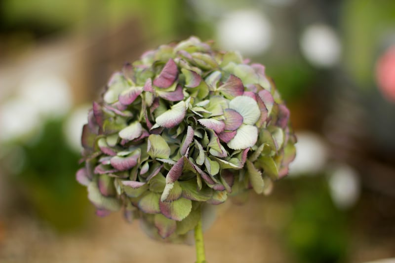 Dried hydrangea flowers make a good addition