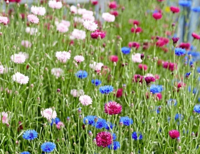 Cornflowers of different colours in bloom 