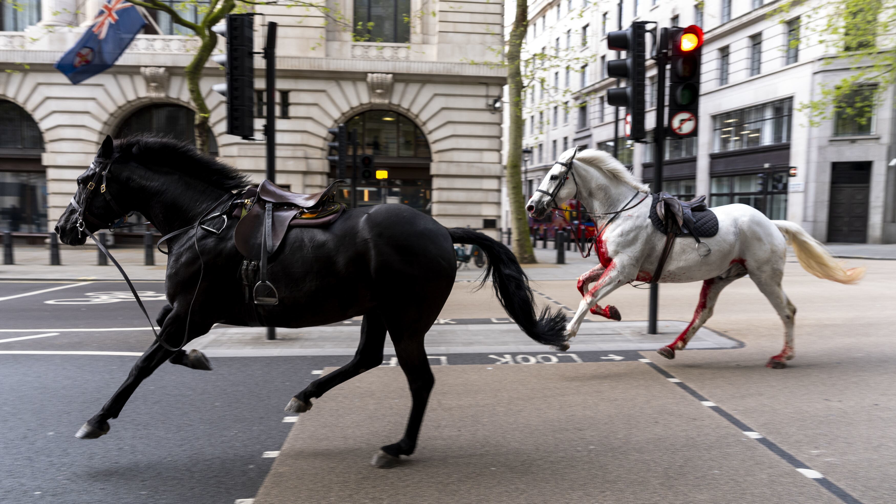 Two of the Household Cavalry horses on the loose bolting through the London in April