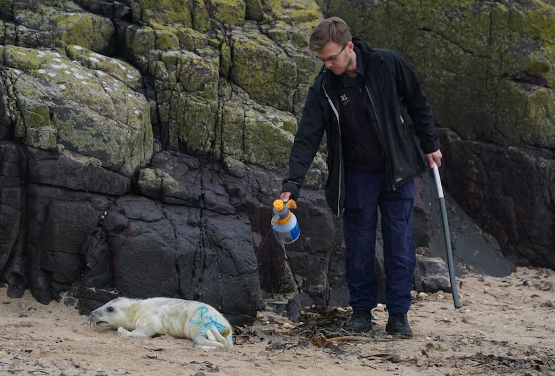 Seal census