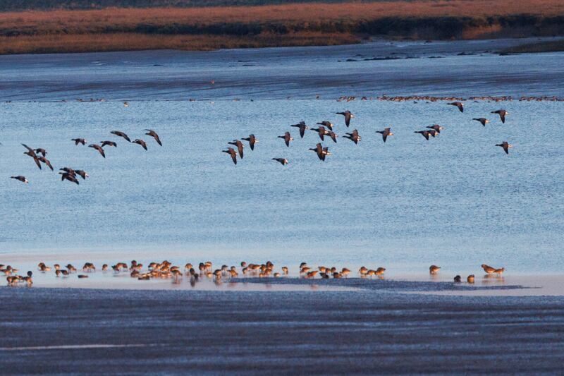 Wildfowl at Northey Island in Essex. (National Trust/ Justin Minns/ PA)