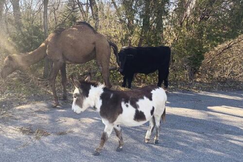 Camel, cow and donkey found roaming together along road