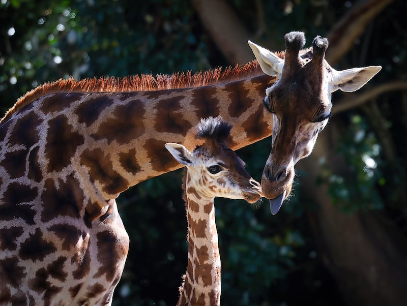 Little  and Large...Mother  Giraffe Ballycasey with her Baby Ballycarry named after Co Antrim Town's  at Belfast Zoo.PICTURE: COLM LENAGHAN