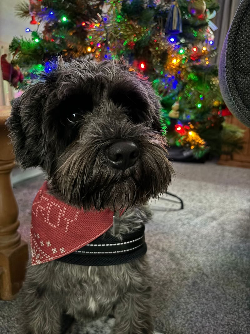 Sophie's miniature schnauzer, Ferdy