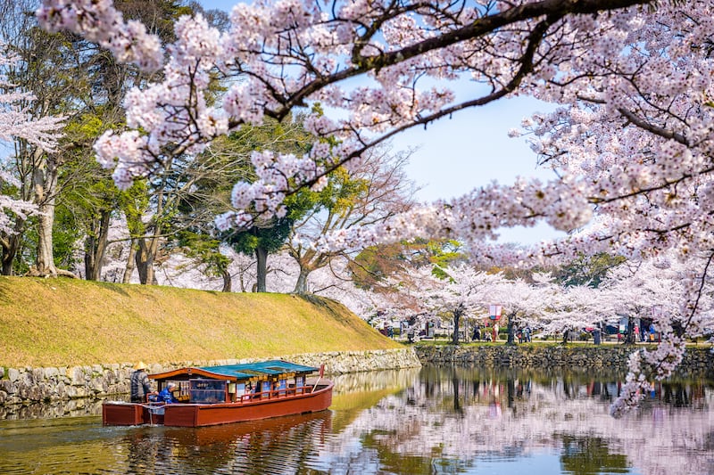 Seeing Japan’s cherry blossoms by water