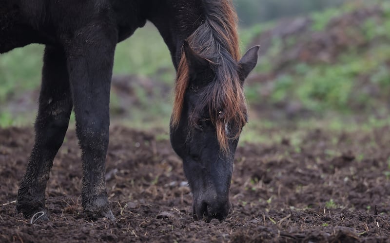 Horses on the Mill Road area of Belfast.
PICTURE COLM LENAGHAN