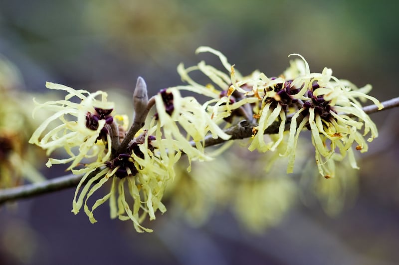 Hamamelis x intermedia ‘Pallida’