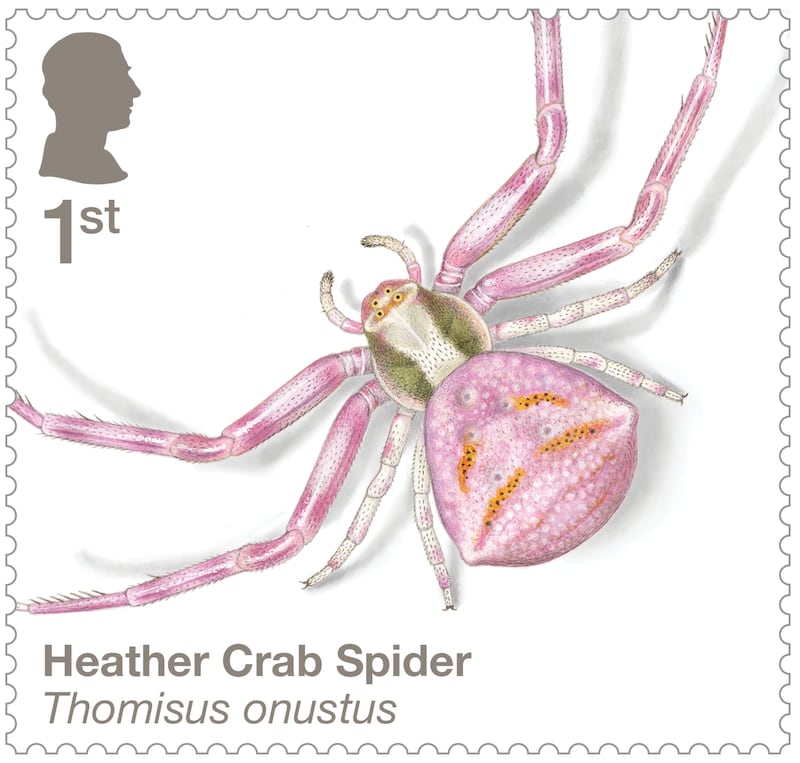 The Heather Crab Spider