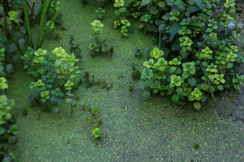 Algae on the surface of Lough Neagh at Ballyronan Marina last year