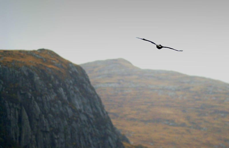 A golden eagle flying over Glenveagh National Park, Co Donegal, Republic of Ireland