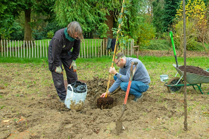 Wild service trees (Sorbus torminalis) being planted at Whipsnade Tree Cathedral, Bedfordshire