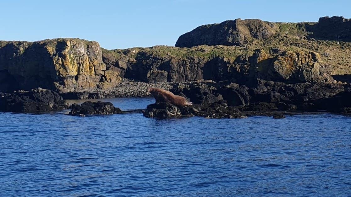 The unexpected visitor had hauled itself on to rocks in the Treshnish Isles, near Mull.