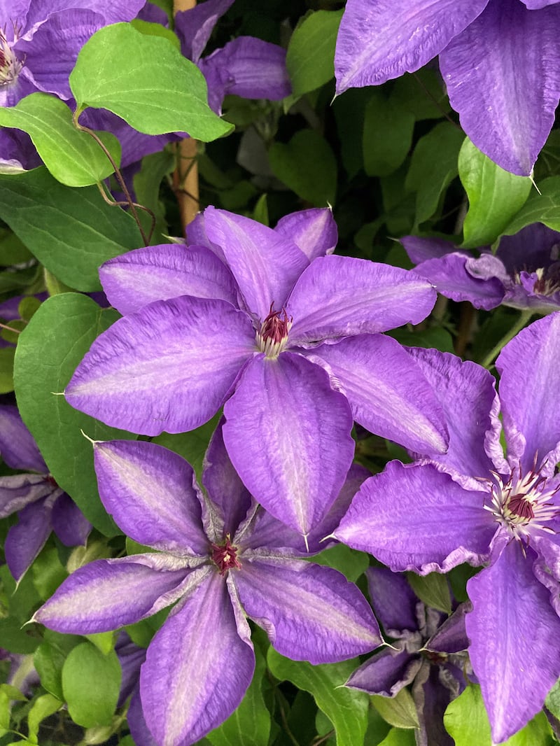 Clematis 'Lindsay' being launched at Chelsea (Hannah Stephenson/PA)