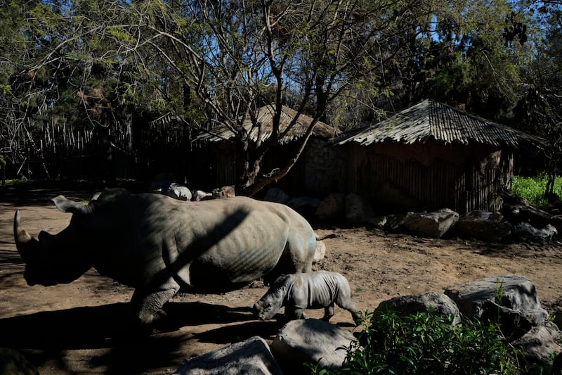 Silverio, a twelve-day-old white rhino, is the ninth white rhino calf born over the past year as conservation efforts to save the species continue (AP Photo/Esteban Felix)